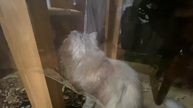 В сердце уютного дома: приключения и милоты с нашей кошкой