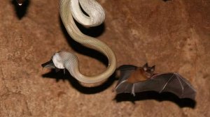 Пещера, где кипит жизнь: миллионы мышей и одна хищная змея