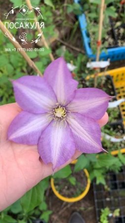🌸Клематис крупноцветковый Лунный свет (3) 🌸 

Clematis Lunnyj Svet