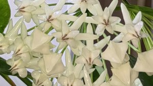 Цветение хойи 🥰😍❤️