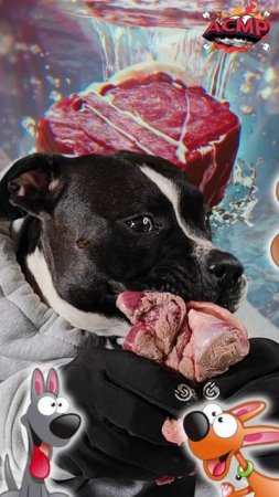 Когда собака ест мясо, а тебе просто... нравится это слушать 🍖🐶🎤 #стаффи #асмр #asmr #звуки #мясо