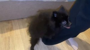 День из жизни моей собачки