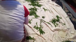 Ферментация Иван -Чая. 1 сбор 2025 г