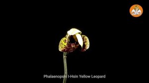 Цветение Орхидеи Фаленопсис Жёлтый Леопард Ускоренный Роспуск Бутонов Таймлапс Timelapse