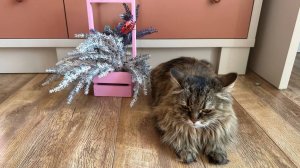 Эксклюзивная, розовая! Муфаса снова не ходит в школу.