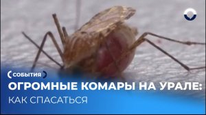 Почему комары в этом году такие большие