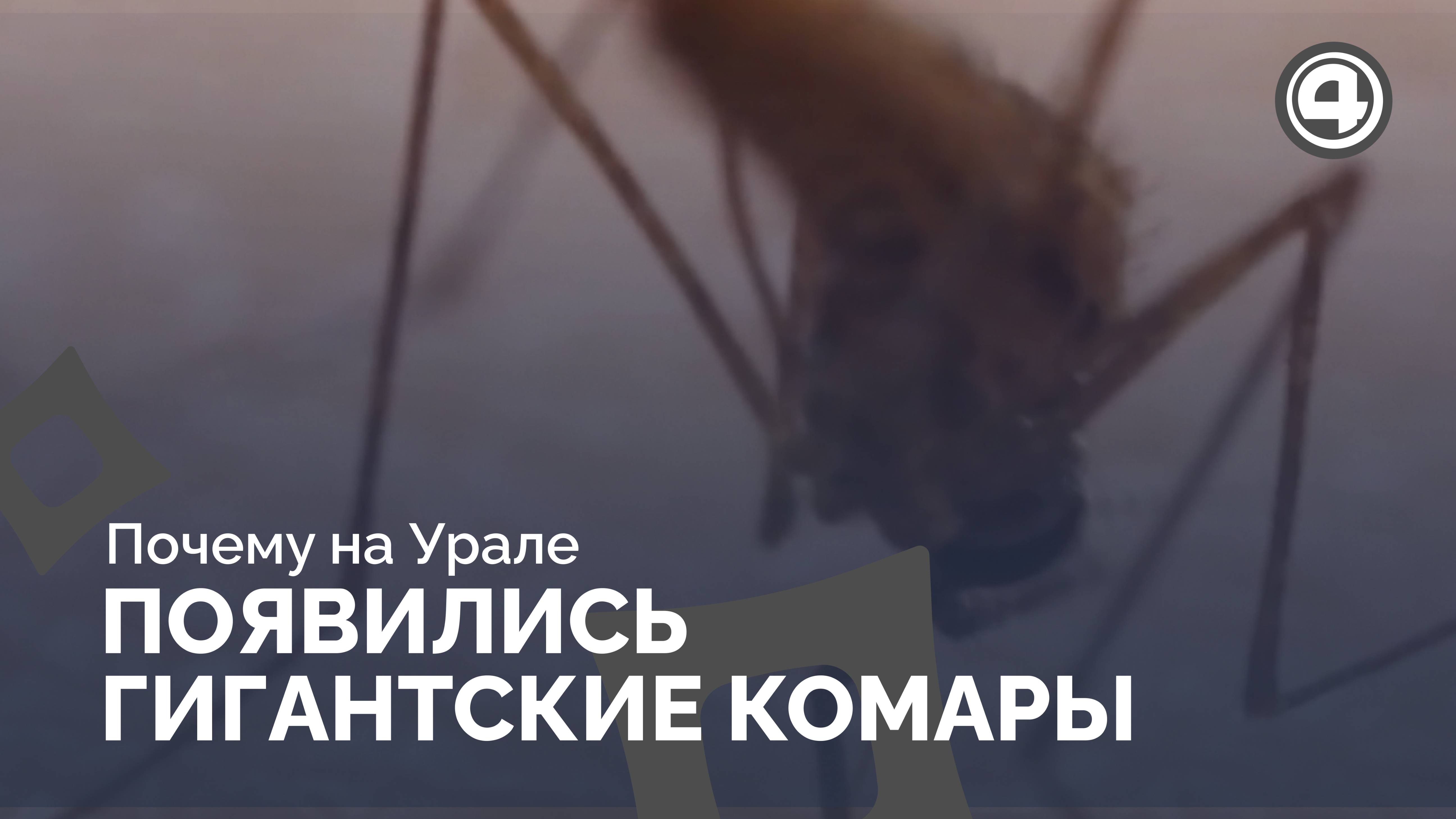Почему на Урале появились огромные комары