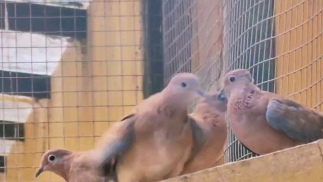 ⚡Рубрика #Красная_Книга📕 🔻 Вид – сенегальская малая горлица.