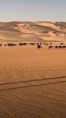 Desert Live 🏜