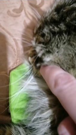 😽