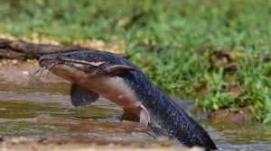 Клариевый сом - КЛЁВОЕ МЕСТО - ЛОСИНЫЙ ОСТРОВ
