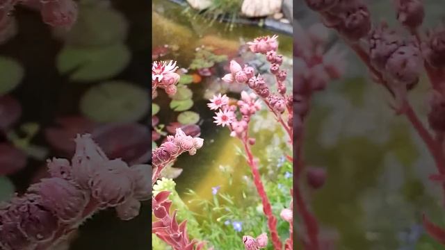Каменная роза, сиккулента по моему..