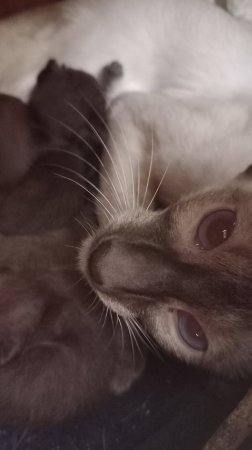 Ориентальным котятам Нури 3 дня.