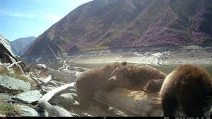 Косолапый массаж