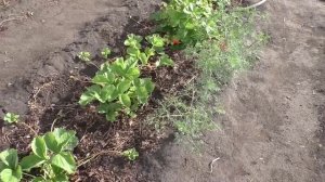 Работа с усами клубники