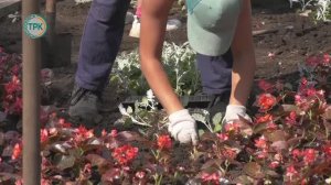 Тысячи цветов украшают новомосковские клумбы