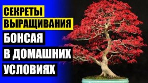 КАК ВЫРАСТИТЬ КАШТАН БОНСАЙ ⭐ КАК ИЗ СОСНЫ ВЫРАСТИТЬ БОНСАЙ ИЗ СЕМЯН В ДОМАШНИХ УСЛОВИЯХ 💡