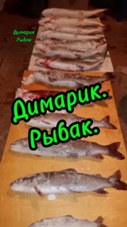 Рыбка.🎣🐟🐟🐟
#ленок #таймень