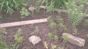 Стряпаю беляши, пилю старый забор, новая дверь на чердак, появилась тля