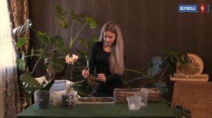 Орхидея: как ухаживать за тропическим растением - в рубрике "Нескучный сад"