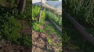 Сколько понадобилось сено чтобы замульчировать 15 соток.