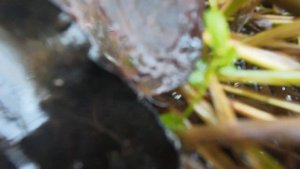 Как потерять квадрокоптер .