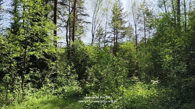 Подмосковный лес, июнь  02.06.2025