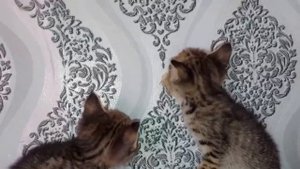 День готовки🧑🏼🍳Обзор нашего дома и участка🏡