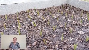 Хотите большой урожай? Мульчируйте. Мульча очень полезна для земли и растений.