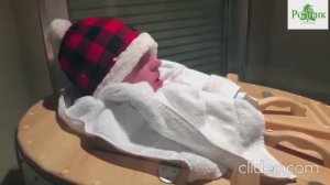 Кедровая фитобочка с парогенератором от компании "Родник" | доставка и установка в США