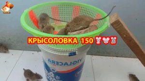 Крысоловка вариант (150) 🐀 Как сделать крысоловку своими руками и поймать кучу крыс 🐀🐁🐀