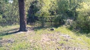 Парк на острове Каменистый в Приозерске, или Не Корело