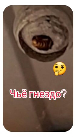 Чьё гнездо