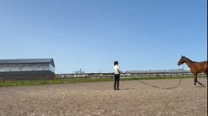 Работа лошади на корде. Онлайн ученики Horse family