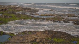 Каждое поле кажется бесконечным при этих звуках - Flowers -- Cedric Galke -- Unnamed album