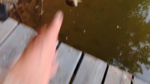 Одни щурята. Прямо надоели