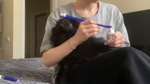 День из жизни моей собачки