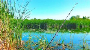 НАСАДИЛ СЫР, ЗАБРОСИЛ В КУВШИНКИ И... Рыбалка на донки.