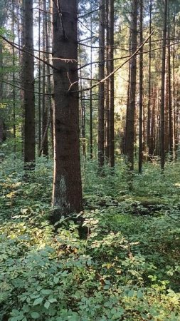 Звуки природы парк Горушка Ярославская область