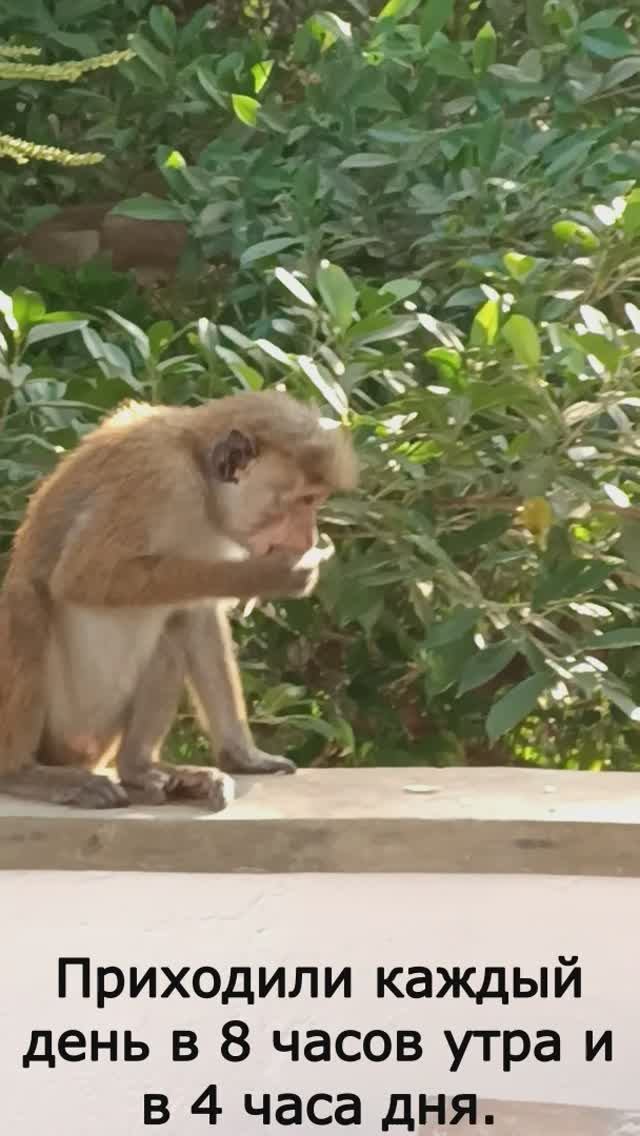 Обезьяны воришки , павлины и белочка. Шри Ланка. Мирисса смотреть онлайн
