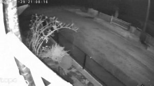 Нічна зйомка IP-камера TP-Link Tapo C520WS