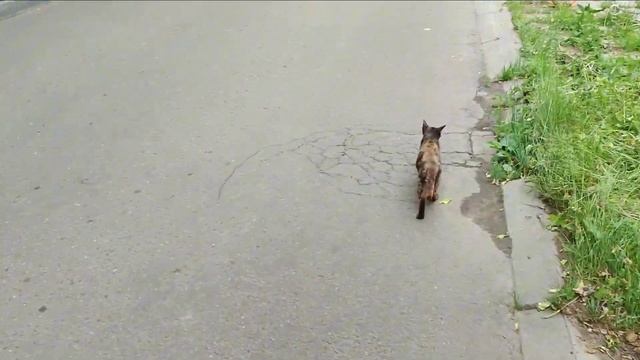 ИЩУ КОТОВ И ФИКСИРУЮ НА ВИДЕОКАМЕРУ ПО ПРИКОЛУ смотреть онлайн