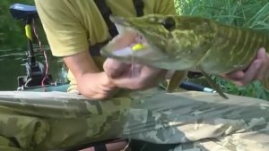 НА ЭТО КЛЮЁТ С РАННЕЙ ВЕСНЫ ДО ПОЗДНЕЙ ОСЕНИ! Рыбалка на щуку и окуня среди коряг и кувшинок.