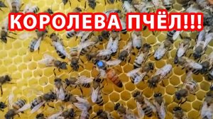 КАК ПОЁТ ПЧЕЛИНАЯ МАТКА