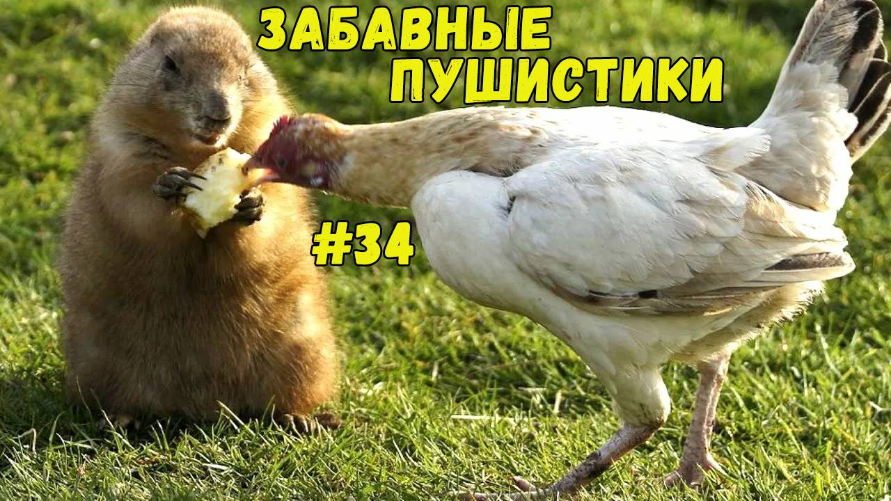 Я РЖАЛ ДО СЛЕЗ 😹 СМЕШНЫЕ КОШКИ И СОБАКИ  СМЕШНЫЕ ЖИВОТНЫЕ 2025 😹 ЛУЧШИЕ ПРИКОЛЫ #34