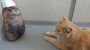 помогите коту Сени похудеть