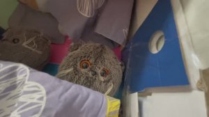 Я сделал Басикам и Лили краватку.