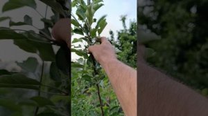 Что такое обрезка на внешнюю почку.