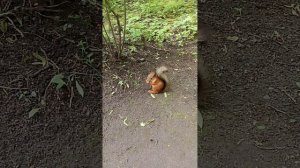 Санкт-Петербург.ЦПКО имени Кирова.