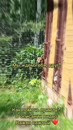 Хвостики ждут своего ЧЕЛОВЕКА
